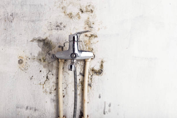 Best Mold Removal Company Near Me  in Sconsin Rapids, WI