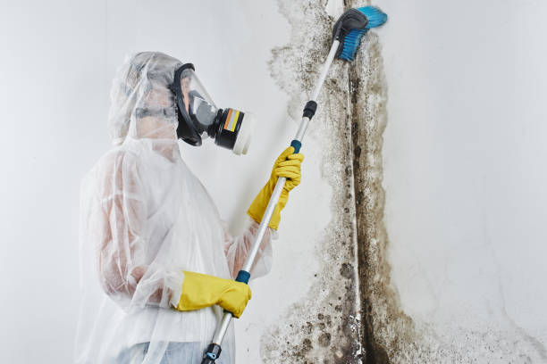 Mold Removal Process in Wisconsin Rapids, WI