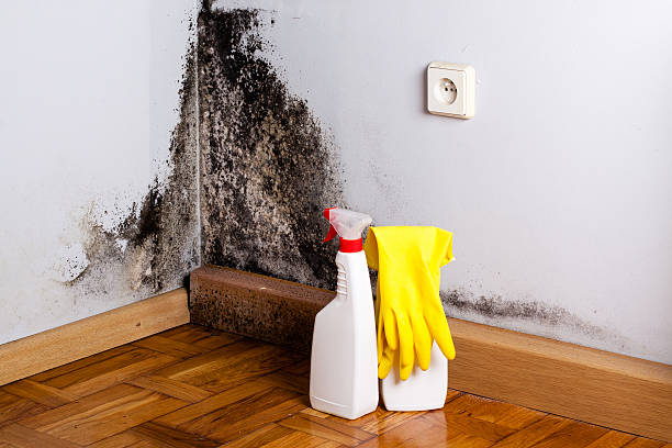 Best Attic Mold Removal  in Sconsin Rapids, WI