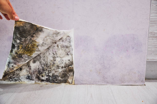 Best Commercial Mold Removal  in Sconsin Rapids, WI
